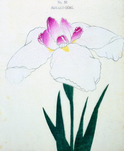 Miyako-Dore, no.50, 1898  作： Japanese School