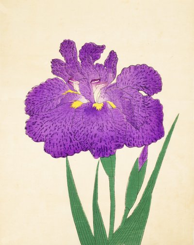 Nyo-Nishiki, no.11, 1898  作： Japanese School