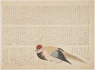 キジ、c.1818-29（色木版画） 作： Japanese School