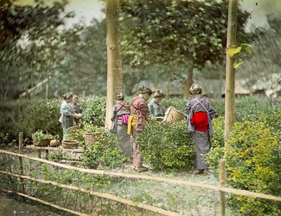 お茶摘み、1880年頃 作： Japanese School