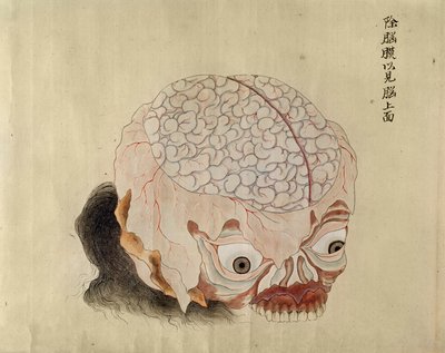 1796年の拷問被害者の解剖からの脳の解剖学、みどり医師の巻物、1842年（紙にペンとインクとトイレ） 作： Japanese School