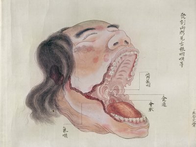 1796年の拷問の犠牲者の解剖から、みどりの医者の巻き物からの口の解剖学、1842年（紙にペンとインクとトイレ） 作： Japanese School