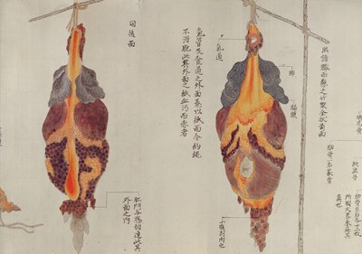 1796年の拷問の犠牲者の解剖による肺、みどりの医師の巻き物、1842年（紙にペンとインクとトイレ） 作： Japanese School
