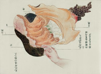 1796年の拷問犠牲者の解剖による胃と腸、みどりの医者の巻き物、1842年（紙にペンとインクとトイレ） 作： Japanese School