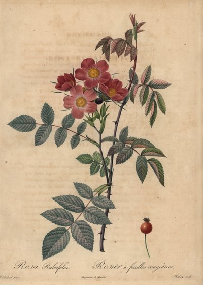 レッドリーフ・ローズ（Rosa glauca）。 作： Jean Baptiste Chapuy