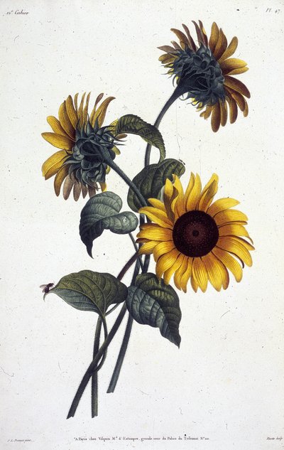 トルノルの花または太陽。 ジャン・ルイ・プレヴォーの「自然から描かれた花と果物のコレクション」からのボタニカルプレート 作： Jean Louis Prevost