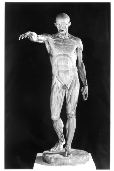 フレークボディ（石膏） 作： Jean Antoine Houdon