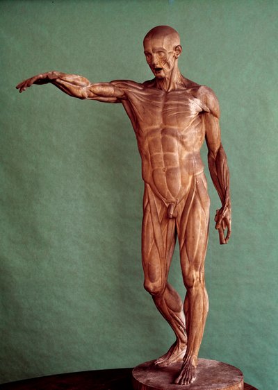 人体解剖図ジャン・アントワーヌ・ユードン（1741-1828）のエコルシュ 作： Jean Antoine Houdon