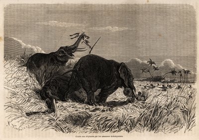 ダホミアナマゾンのゾウ狩り 作： Jean Antoine Valentin Foulquier