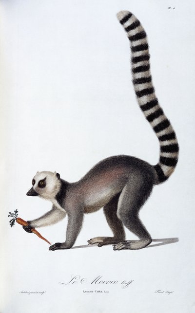キツネザル、c.1798-99 作： Jean Baptiste Audebert