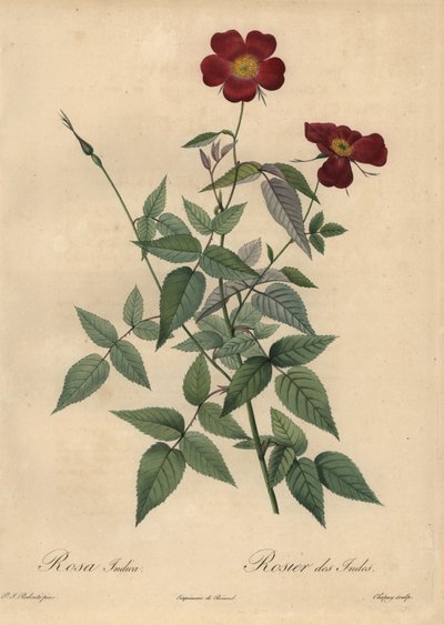 クリムゾンチャイナローズ（Rosa chinensis）。 作： Jean Baptiste Chapuy