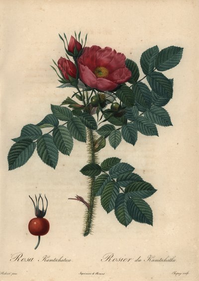 真っ赤な日本のバラ、Rosa rugosa。 作： Jean Baptiste Chapuy