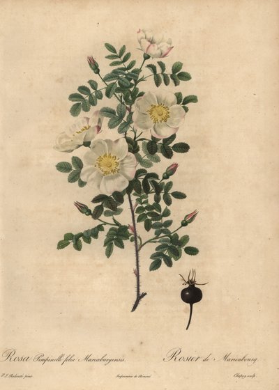 マリエンブールのバーネットローズ（Rosa pimpinellifolia Mariaeburgensi 作： Jean Baptiste Chapuy