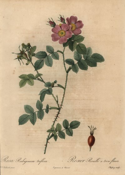 ピンクのスイートブライヤーローズ（Rosa rubiginosa）。 作： Jean Baptiste Chapuy