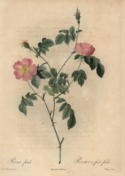 Rosa foetida, Rosier a fruit fetide. 作： Jean Baptiste Chapuy