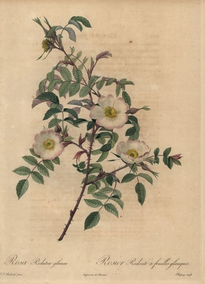 白とピンクのバラ、Rosa redutea glauca。 作： Jean Baptiste Chapuy