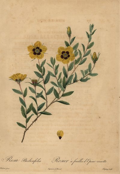 イエローローズ（Rosa berberifolia）。 作： Jean Baptiste Chapuy