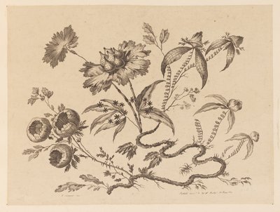 花を買った、「中国の味のさまざまな幻想の花のコレクション」より 作： Jean Baptiste Pillement
