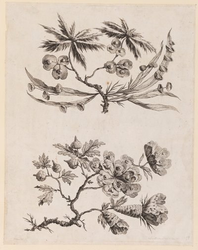 「チャイニーズ フラワー コレクション」の花の枝 作： Jean Baptiste Pillement