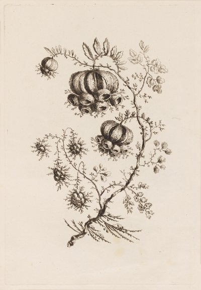 「フルール・ペルサンヌ」より 花の枝 作： Jean Baptiste Pillement