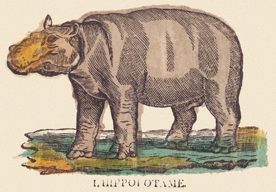カバ、1840-1852年頃（リトグラフ） 作： Jean Baptiste Thiebault