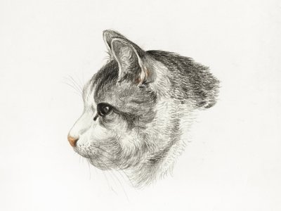 『猫の素描』（1819年） ジャン・ベルナール（1775年～1883年）作 作： Jean Bernard