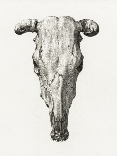 牛の頭蓋骨（正面） 閲覧数(1816) 作： Jean Bernard