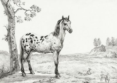 立ち姿の斑馬 作： Jean Bernard