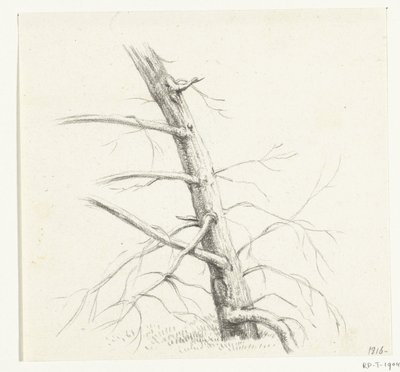 木の研究 作： Jean Bernard