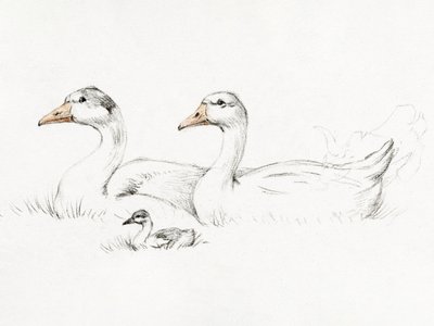 子連れのガチョウ2羽（1775–1833） 作： Jean Bernard