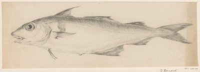 魚、左へ 作： Jean Bernard