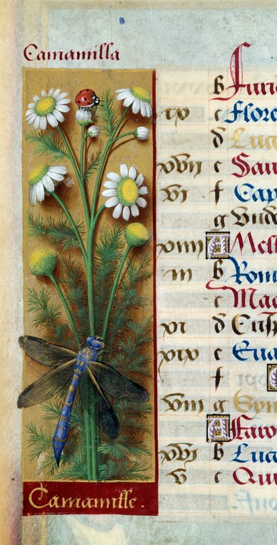 ボタニカル：カモミールにてんとう虫とトンボ。ジャン・ブルディション（1457-1521）の「ブルターニュのアンヌの大いなる時間」からの細密画 作： Jean Bourdichon