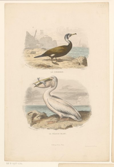 鵜とシロペリカン Le cormoran (オブジェクトのタイトル) Le pelican blanc (オブジェクトのタイトル) 作： Jean Charles Pardinel