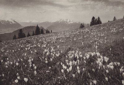 Rigi Kaltbad、Fruhling (白黒写真) 作： Jean Gaberell