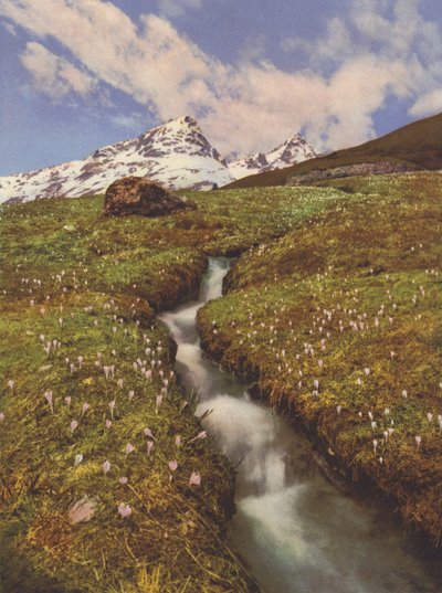 スイス：アッパーエンガディンの山の小川近くのクロッカス（カラー写真） 作： Jean Gaberell