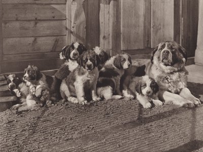 スイス: 有名なセントバーナード犬 (白黒写真) 作： Jean Gaberell