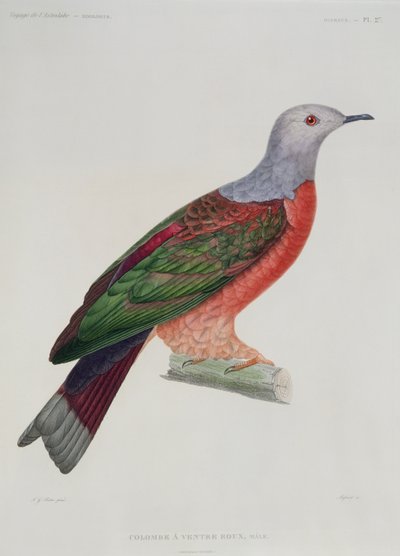 出血ハート鳩、マサードによって刻まれた、ドモンドダーヴィルの「L&39;Astrolabe」からのイラスト、1833年公開 作： Jean Gabriel Pretre