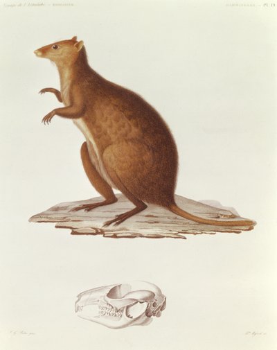 ワレスビーまたはショートテールカンガルー（setonix brachyrus）のイラスト、Voyage de la Corvette lAstrolabe Pendant les Annes 1826-29、Jules Sebastien Cesar Dumont dUrville（1790-1842）1830-35（engr 作： Jean Gabriel Pretre