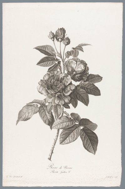 フランスのルース Rose de Provins / Rosa Gallica L. (オブジェクトのタイトル) 自然が生んだ花 (…) (連載タイトル) 作： Jean Godefroy