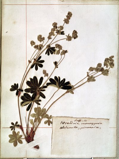 植物標本（押し花）からのアルケミラ 作： Jean Jacques Rousseau