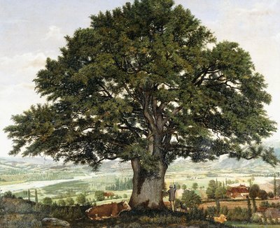プレインd "アヌシーシェンルベテランデアルプ、 作： Jean Jacques Rousseau