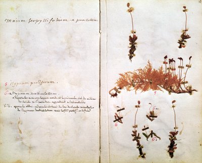 標本から15ページ 作： Jean Jacques Rousseau