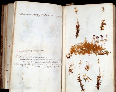ルミエールの作家・哲学者、ジャン・ジャック・ルソー（1712-1778）のハーバリウムのページ、葉や花に原稿の注釈がついている 作： Jean Jacques Rousseau