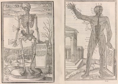 人体の各部の解剖について、第 3 巻、1545 年 作： Jean Jollat