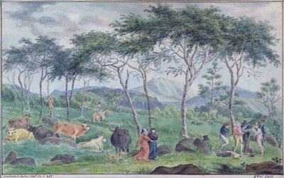 1812年10月、レユニオン島の東の川の近くの牛の群れと牛の群れ 作： Jean Joseph Patu de Rosemont