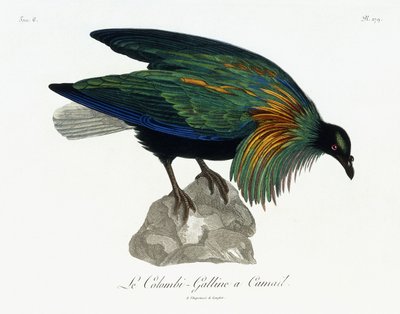 ニコバルピジョン、1799-1808 作： Jean Lebrecht Reinold
