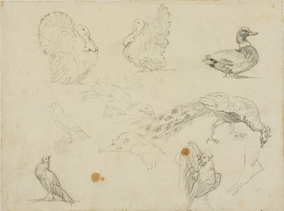鳥のスケッチ 作： Jean Louis André Théodore Géricault
