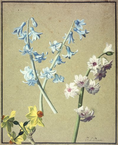 青とラベンダーのヒヤシンスと黄色の水仙、1805年頃 作： Jean Louis Prevost