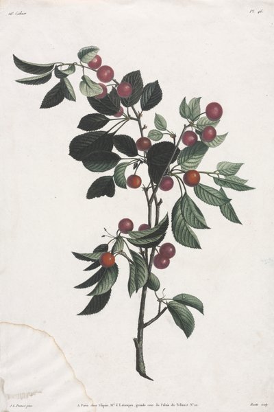 花と果実のコレクション: 桜の早枝 作： Jean Louis Prevost