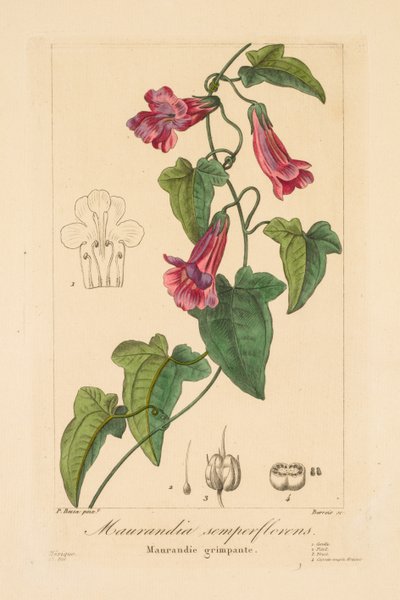 庭師、アマチュア、製造業者のフローラ: Maurandia semperflorens, 1836. 作： Jean Pierre Frederic Barrois